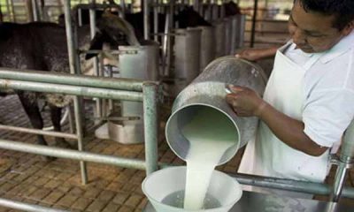 Producción nacional de leche en 2022 no cubrió las expectativas
