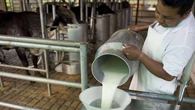 Producción nacional de leche en 2022 no cubrió las expectativas