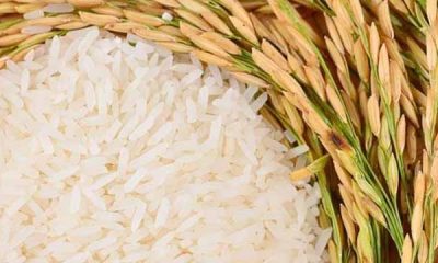 Fedeagro reporta una leve recuperación en la producción de arroz