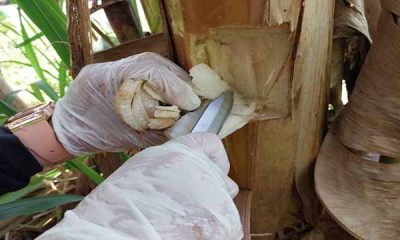 Urgen recuperar unas 650 mil hectáreas afectadas por hongo en Zulia