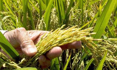 Fedeagro reporta disminución en el consumo de arroz, maíz y azúcar