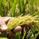 Fedeagro reporta disminución en el consumo de arroz, maíz y azúcar