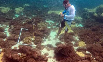 Biólogos advierten de proliferación del coral «Unomia Stolonifera» en el país