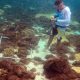 Biólogos advierten de proliferación del coral «Unomia Stolonifera» en el país
