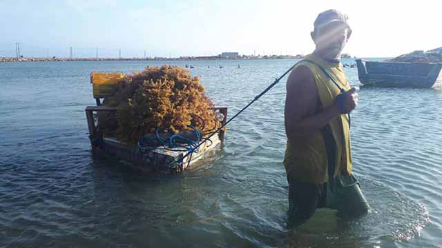 Biólogo recomienda realizar buen cultivo de algas para su exportación