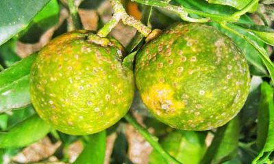 «Dragón Amarillo» destruyó unas 38 mil hectáreas de cítricos en el país