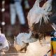 Detectan los primeros casos de gripe aviar en Montevideo