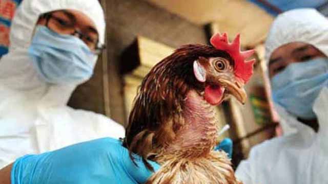 OMS: Todas las variantes de gripe aviar tienen cierto potencial pandémico