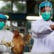 Virólogos descartan casos de gripe aviar en Venezuela