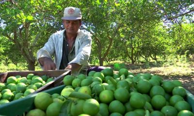 Más del 55% de la producción de naranja y limón es afectada por el Dragón Amarillo