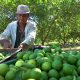 Más del 55% de la producción de naranja y limón es afectada por el Dragón Amarillo