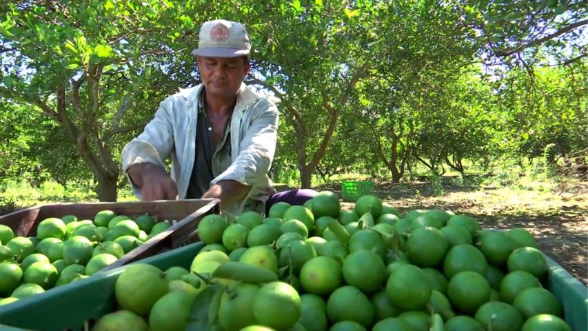 Más del 55% de la producción de naranja y limón es afectada por el Dragón Amarillo