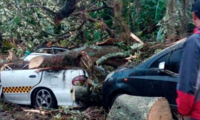 Colapso de árboles deja herido y vehículos aplastados en el municipio Santos Marquina
