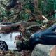 Colapso de árboles deja herido y vehículos aplastados en el municipio Santos Marquina