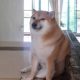 Adiós a "Cheems": Fallece el Icono Canino de Internet y los Memes