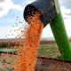 Producción agrícola en Venezuela aumenta en 2023: Nicolás Maduro destaca crecimiento de cereales