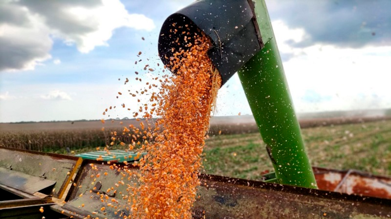 Producción agrícola en Venezuela aumenta en 2023: Nicolás Maduro destaca crecimiento de cereales