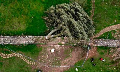 Tristeza en el Reino Unido por la Tala del "Sycamore Gap Tree", el Icónico Árbol de Robin Hood
