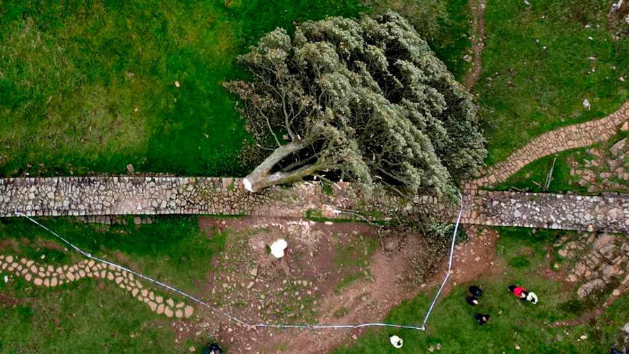 Tristeza en el Reino Unido por la Tala del "Sycamore Gap Tree", el Icónico Árbol de Robin Hood