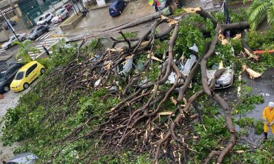 Fuertes lluvias provocan la caída de 21 árboles en Chacao