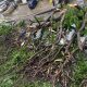 Fuertes lluvias provocan la caída de 21 árboles en Chacao