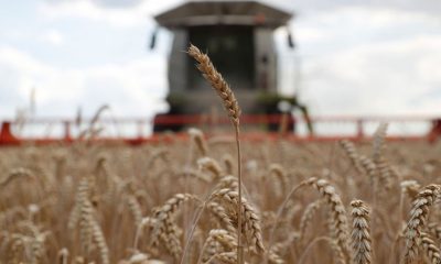 Rusia Prohíbe Exportación de Trigo Duro por Seis Meses para Garantizar Seguridad Alimentaria