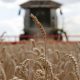 Rusia Prohíbe Exportación de Trigo Duro por Seis Meses para Garantizar Seguridad Alimentaria