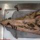 Hallan gigantesco cráneo de monstruo marino prehistórico en Inglaterra