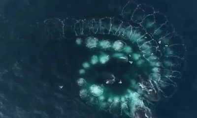Increíble captura de ballenas jorobadas en la Antártida