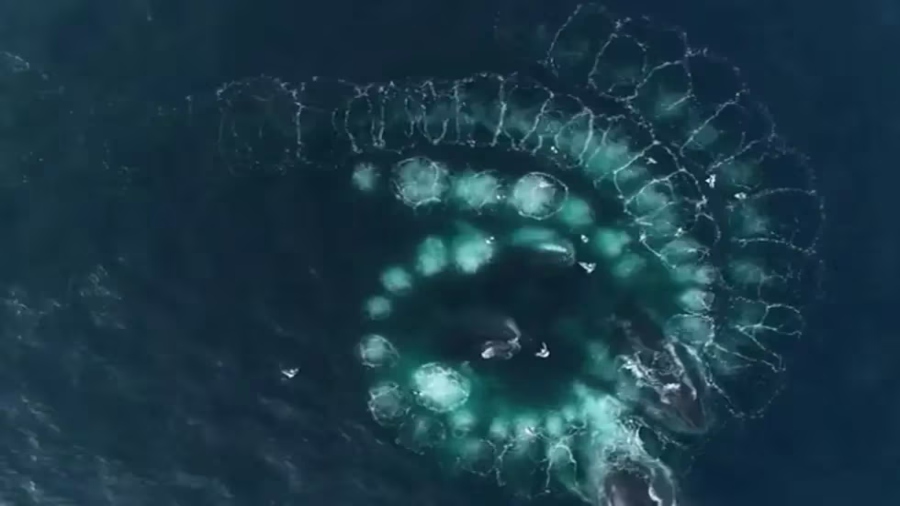 Increíble captura de ballenas jorobadas en la Antártida