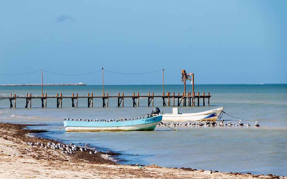 El sargazo, un problema creciente en el Mar Caribe, plantea serias amenazas para el medio ambiente y la economía de la región.