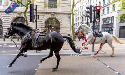 Cinco caballos de la Guardia Real británica se escapan causando heridos y daños