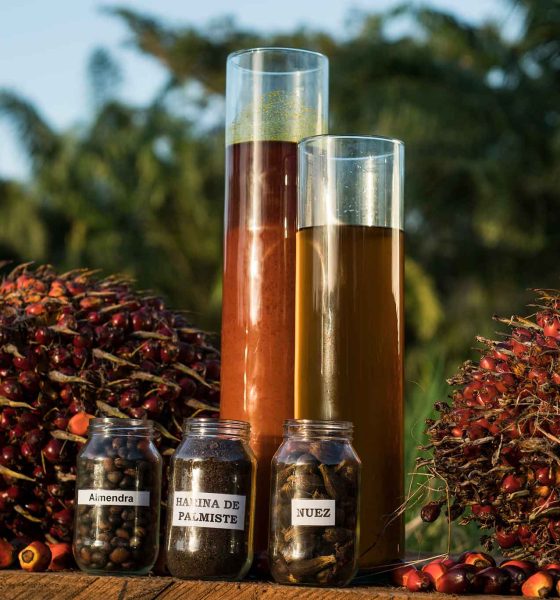 La refinación del aceite de palma en Inversiones El Palmeral garantiza calidad y pureza.