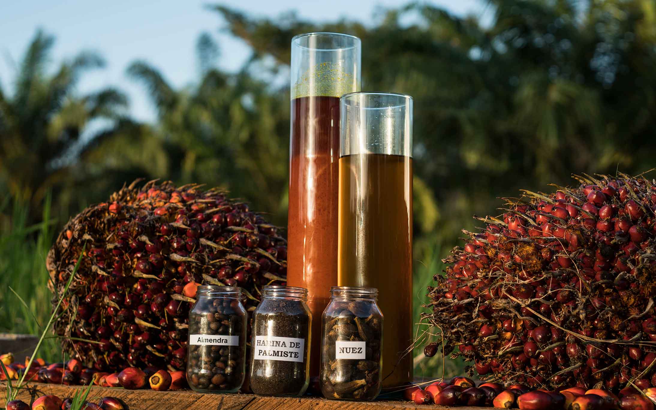 La refinación del aceite de palma en Inversiones El Palmeral garantiza calidad y pureza.