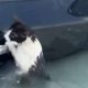 Rescate emotivo: Policía de Dubái salva a gato atrapado en inundaciones