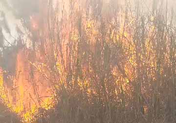 Bomberos de Miranda y Protección Civil atiende incendio forestal en Llano Alto