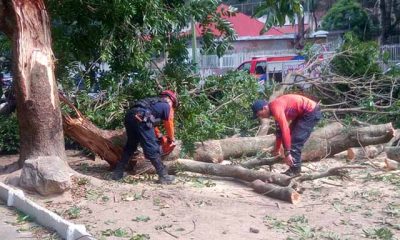 Protección Civil Carrizal responde con diligencia ante emergencia: Árbol caído en Montaña Alta requiere intervención urgente