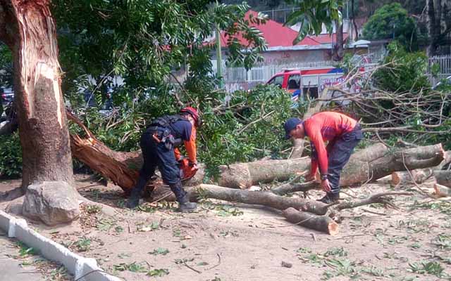Protección Civil Carrizal responde con diligencia ante emergencia: Árbol caído en Montaña Alta requiere intervención urgente