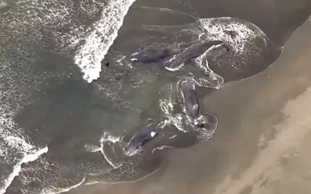 Una de las ballenas varadas fue captada desde el aire en la playa de Tateyama, tras el fuerte sismo del Pacífico