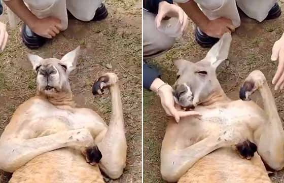 Canguro finge desmayo por hambre y sorprende a turistas en Australia