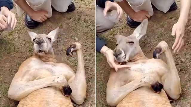 Canguro finge desmayo por hambre y sorprende a turistas en Australia