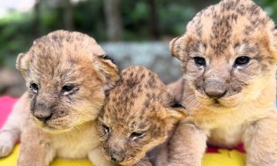Los pequeños felinos están en manos del equipo veterinario del zoológico de Mérida.