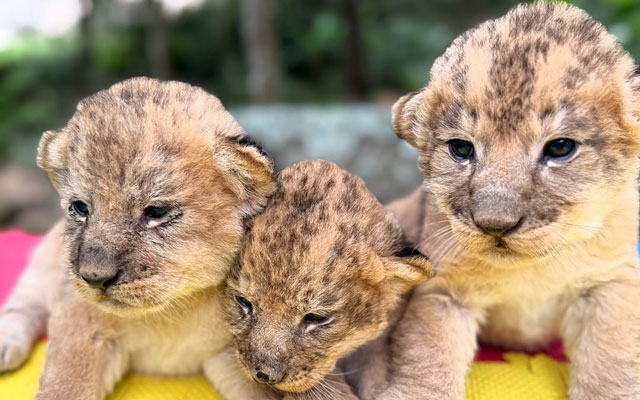 Los pequeños felinos están en manos del equipo veterinario del zoológico de Mérida.