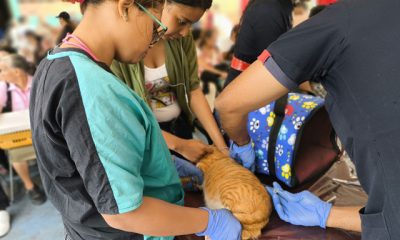 Veterinarios municipales atenderán a perros y gatos durante la jornada gratuita en Los Teques.
