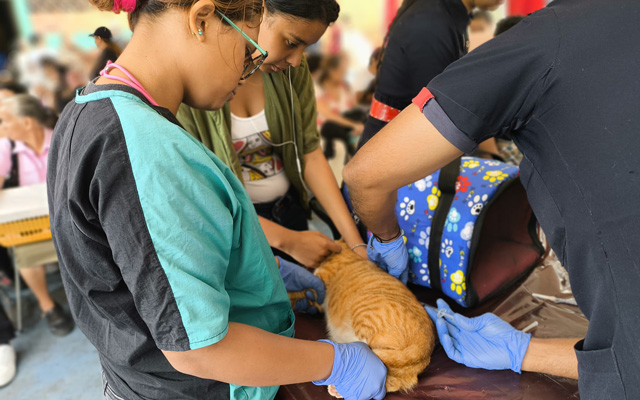 Veterinarios municipales atenderán a perros y gatos durante la jornada gratuita en Los Teques.