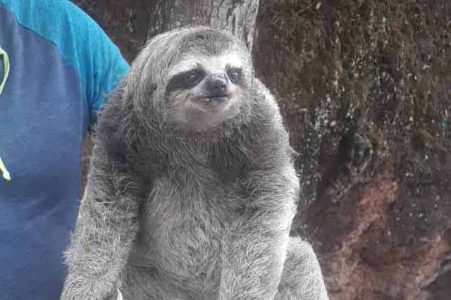 El animal más lento del mundo corre peligro: fundación venezolana actúa rápido y salva 900