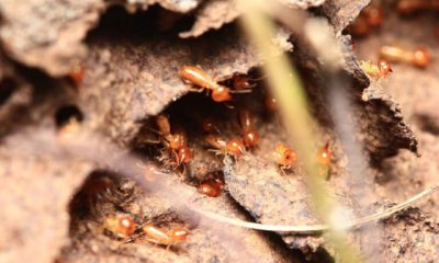Termitas subterráneas construyendo túneles de barro para llegar a la madera.