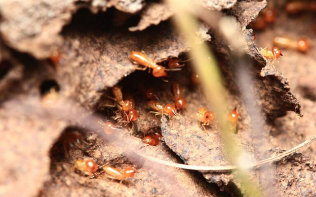 Termitas subterráneas construyendo túneles de barro para llegar a la madera.