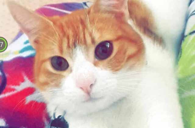 Yoda, el gato rescatado que se convirtió en protector y compañero inseparable de la familia Millán García