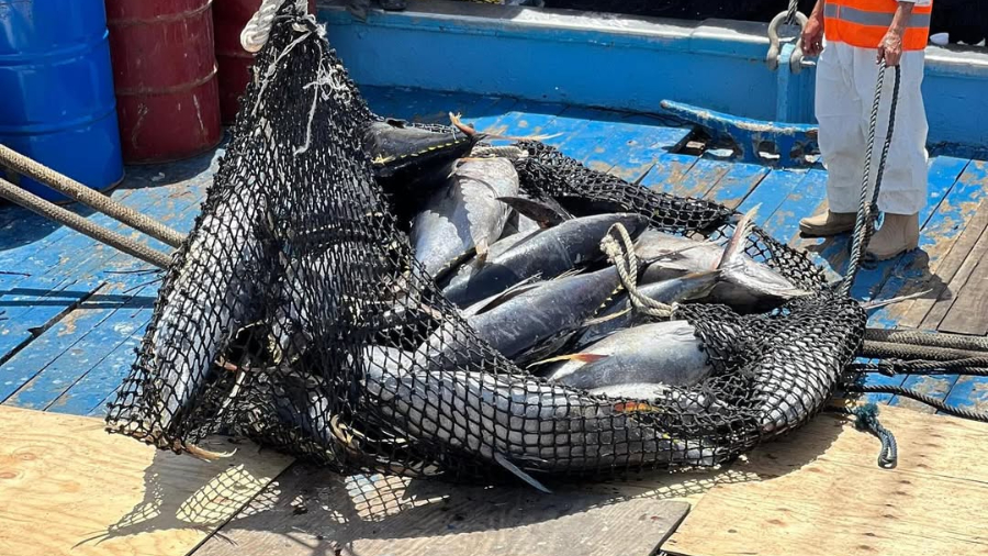 Arriban a Venezuela 900 toneladas de atún para fortalecer la industria